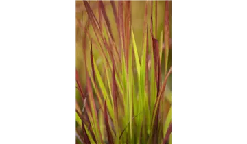 Gartenbaumschule Becker