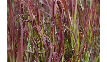 Gartenbaumschule Becker