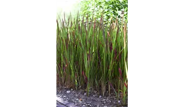 Gartenbaumschule Becker