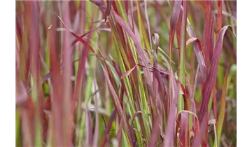 Gartenbaumschule Becker