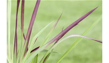 Gartenbaumschule Becker