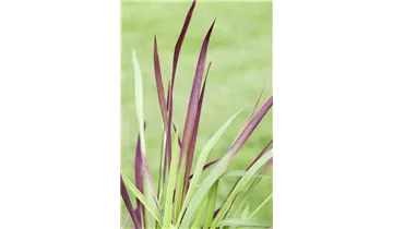 Gartenbaumschule Becker