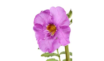 Gartenbaumschule Becker