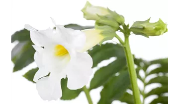 Gartenbaumschule Becker