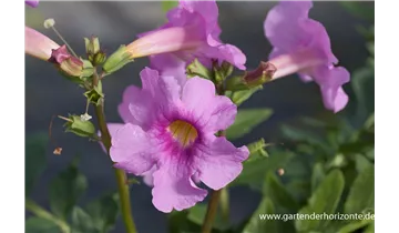 Gartenbaumschule Becker