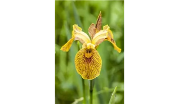 Gartenbaumschule Becker