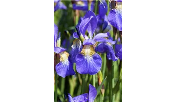 Gartenbaumschule Becker