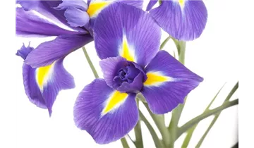 Gartenbaumschule Becker