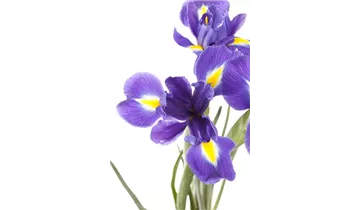 Gartenbaumschule Becker