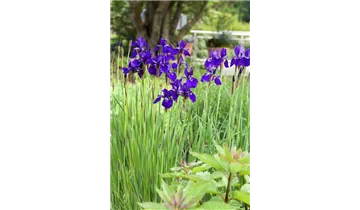 Gartenbaumschule Becker