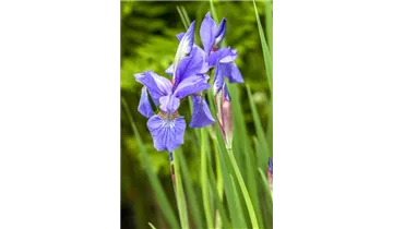 Gartenbaumschule Becker