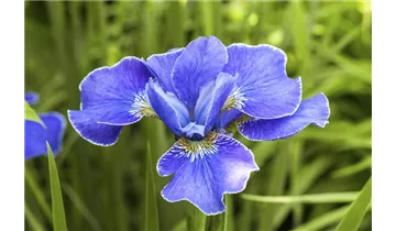 Gartenbaumschule Becker