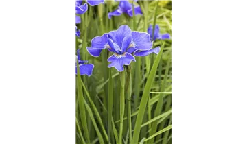 Gartenbaumschule Becker