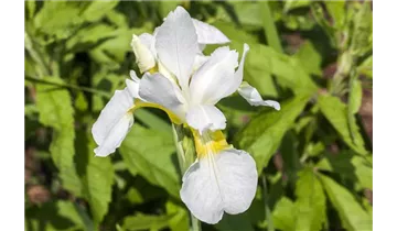 Gartenbaumschule Becker