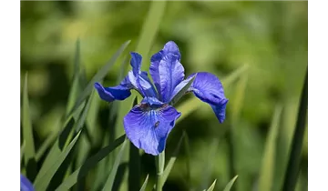 Gartenbaumschule Becker