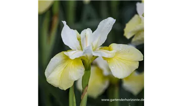 Gartenbaumschule Becker