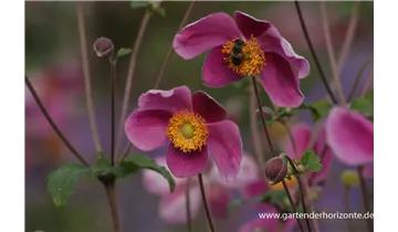 Gartenbaumschule Becker