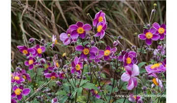 Gartenbaumschule Becker