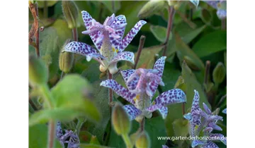 Gartenbaumschule Becker