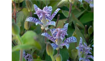 Gartenbaumschule Becker