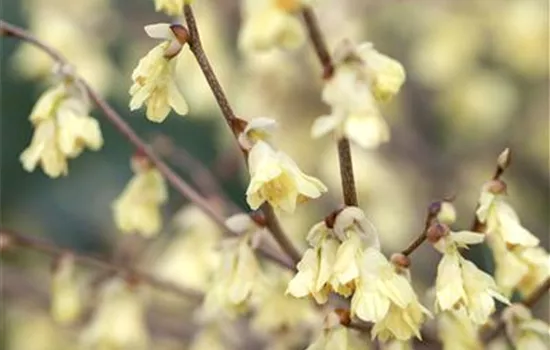 Corylopsis pauciflora