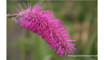 Gartenbaumschule Becker