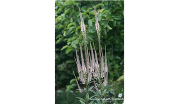 Gartenbaumschule Becker