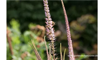 Gartenbaumschule Becker