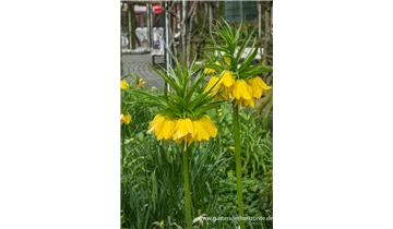 Gartenbaumschule Becker