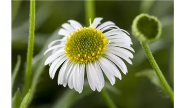 Gartenbaumschule Becker