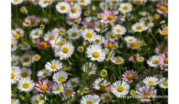 Gartenbaumschule Becker