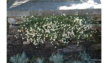 Gartenbaumschule Becker