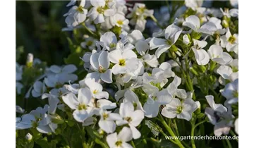 Gartenbaumschule Becker