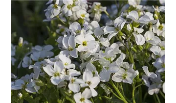 Gartenbaumschule Becker