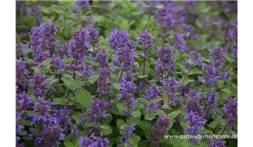 Gartenbaumschule Becker