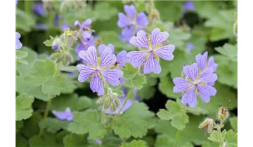 Gartenbaumschule Becker