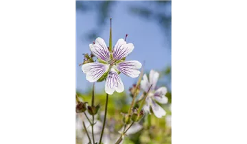 Gartenbaumschule Becker