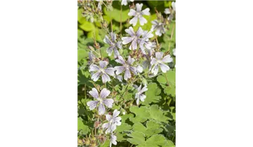 Gartenbaumschule Becker