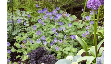 Gartenbaumschule Becker