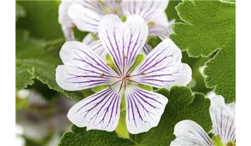 Gartenbaumschule Becker