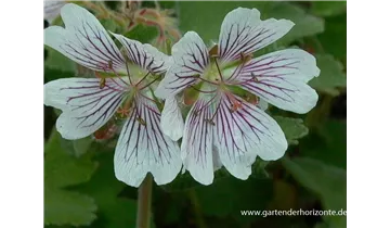 Gartenbaumschule Becker