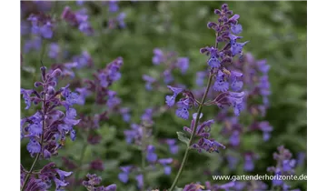 Gartenbaumschule Becker