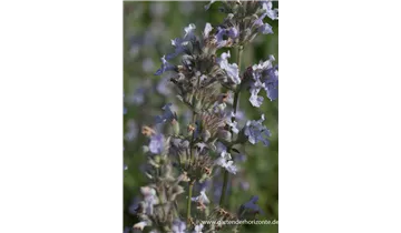 Gartenbaumschule Becker