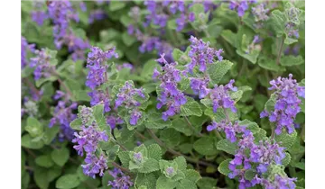 Gartenbaumschule Becker