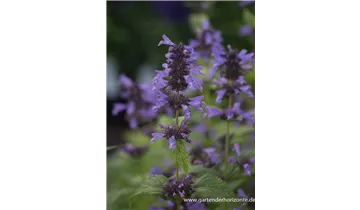 Gartenbaumschule Becker