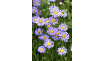 Gartenbaumschule Becker