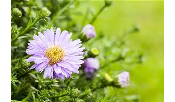 Gartenbaumschule Becker