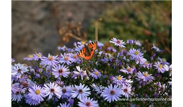 Gartenbaumschule Becker