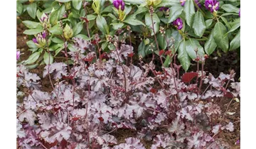 Gartenbaumschule Becker