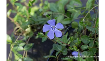 Gartenbaumschule Becker